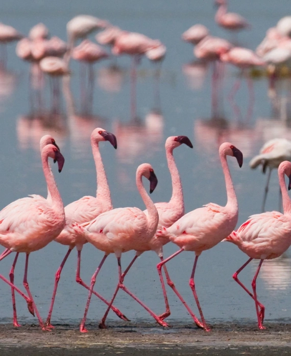Flamingo Watching